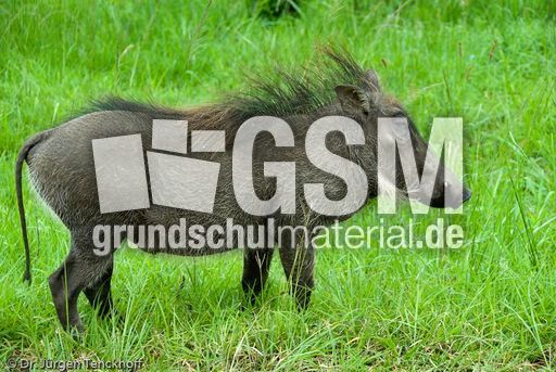 Warzenschwein (23 von 26).jpg